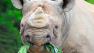 San Francisco Zoo officials are mourning the death of Gene, a 41-year-old black rhinoceros.