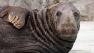 Orkney arrived at the zoo in 1970 and was considered to be the oldest grey seal living in any North American Association of Zoos and Aquariums captive populations.