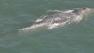 Lone gray whale extends stay in SF Bay