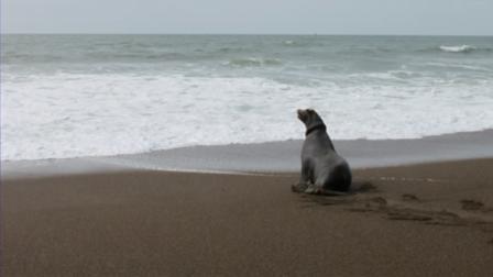 Dart Man returns to the ocean (Courtesy of the Marine Mammal Center)