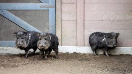 Chacoan peccaries at the SF Zoo