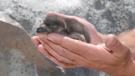 The San Francisco Zoo is welcoming the newest of four new penguin chicks to its Magellanic penguin colony.