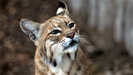 Inti the bobcat at the SF Zoo