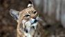 Inti the bobcat at the SF Zoo