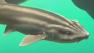 Sharks and penguins living together at Cal Academy of Sciences