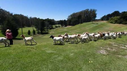 A large group of goats are munching their way through four acres of dense brush at the Presidio Golf Course in San Francisco.