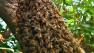 Bees