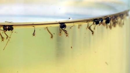 Dead mosquitos in a petri dish