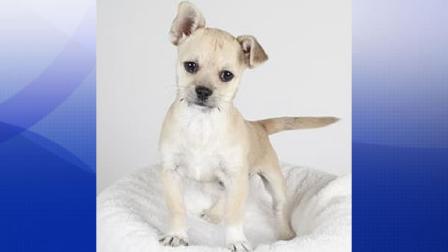 stolen puppy taken from the San Francisco SPCA