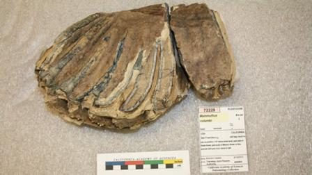 fossilized tooth of a Columbian mammoth