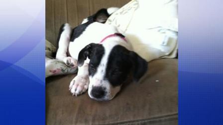 pit bull mix Sonora was taken from a Rocket Dog Rescue event in San Francisco