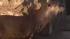River otter's rising popularity putting him... :: Sutro Sam