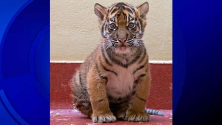 San Francisco Zoos new tiger cub