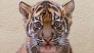 San Francisco Zoos new Sumatran tiger cub