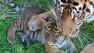 San Francisco Zoos new tiger cub