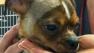 An investigation is underway to find out who beat a 10-month-old puppy so brutally it was left blind.