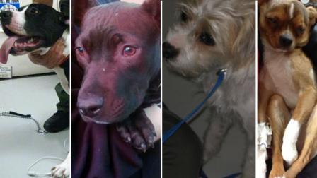 Four abused dogs are recovering from traumatic injuries at San Franciscos Animal Care and Control. From left to right, they are Purple, Tiny Dancer, Scrappy, and Tory.
