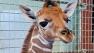 New baby giraffe at the SF Zoo