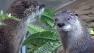 River otters at SFs Aquarium of the Bay