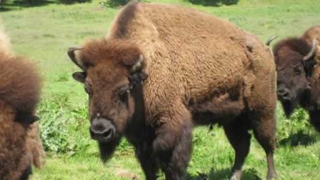 30-year-old bison in San Franciscos Golden Gate Park died