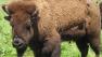30-year-old bison in San Franciscos Golden Gate Park died