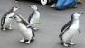 San Francisco Zoo penguin chicks graduate from fish school then march to Penguin Island