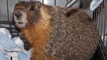 A yellow-bellied marmot that was spotted in June was finally found and captured in San Franciscos Noe Valley neighborhood.