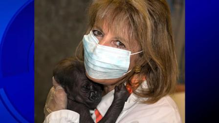 U.S. Rep. Jackie Speier was given a chance to visit with the San Francisco Zoos new baby gorilla.
