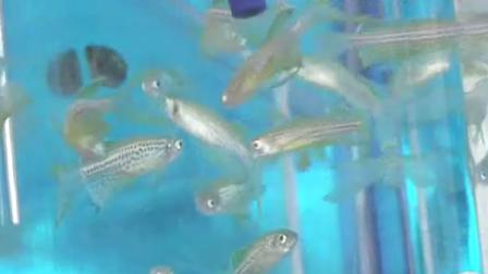zebrafish at UCSF