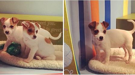 The San Francisco SPCAs holiday tradition that finds homes for hundreds of homeless pets was unveiled at Macys in Union Square. (Photo courtesy Jenna/Instagram)