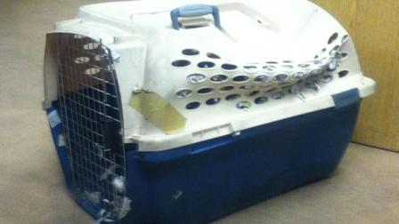 Two cats died after they were taken from their owner and thrown
into the San Francisco Bay on Monday afternoon.