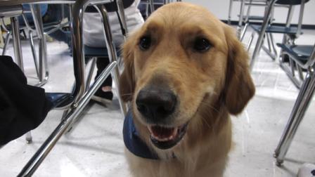 In this Jan. 14, 2013 photo, Junie, a therapy dog at Prospect High School, sits in a classroom at the school in Mt. Prospect, Ill. The 18-month-old golden retriever is one way this school is trying to help students cope with a rise in stress, anxiety and panic attacks. Many say these issues are a problem in schools across the country. (AP Photo/Martha Irvine)