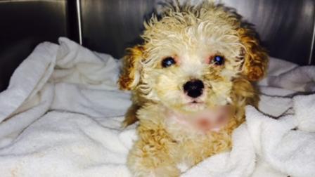 Workers at a San Francisco recycling facility found an injured 10-week-old puppy that had apparently been thrown away.