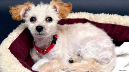 A puppy found filthy and injured in a San Francisco recycling center last month has now recovered and is ready for adoption.