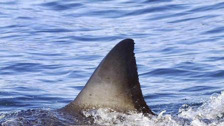 In this undated photo provided by the University of California, Davis, the dorsal fin of a great white shark is seen near San Francisco