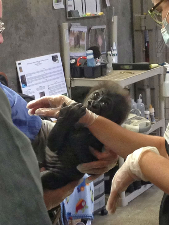 Born at 5 pounds, 1 ounce, her first night went...