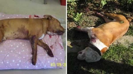 San Jose, dog attack, mauling