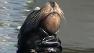 sea lion