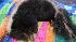 A skunk was rescued in Aptos after being entangled in a batting cage.