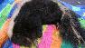 A skunk was rescued in Aptos after being entangled in a batting cage.