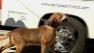 Two dogs have been impounded after one bit a mail carrier in San Jose Wednesday morning.