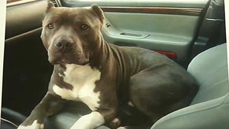 Los Altos pit bull