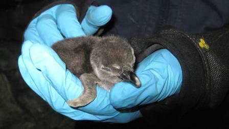 Monterey Bay Aquarium moves penguin chick