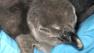 Monterey Bay Aquarium moves penguin chick