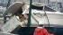 Tsunami clean-up efforts continue in Santa Cruz :: Tsunami clean-up efforts continue in Santa Cruz