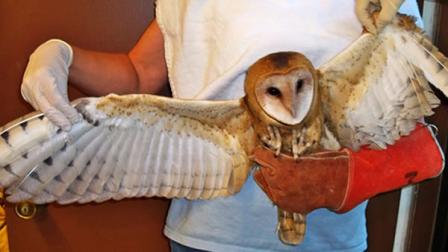 female barn owl was found mutilated