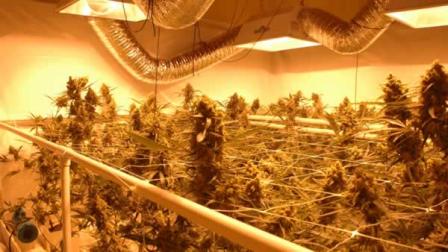 Thomas Speziale, 31, was arrested after this pot-growing operation was discovered in his Aptos home.