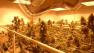 Thomas Speziale, 31, was arrested after this pot-growing operation was discovered in his Aptos home.