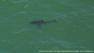 A 14-foot great white shark was spotted around 2 p.m. near Seascape beach and Rio Del Mar.