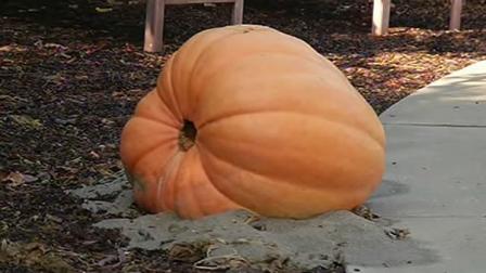 The Passmooijs have made growing pumpkins a family tradition.